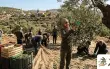كيف نحافظ على شجرة الزيتون عند قطفها!
