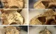 سكان منطقة الكرمل كانوا يأكلون الثعابين...