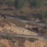 إصابة ثلاثة فلسطينيين في هجوم للمستوطنين جنوب الخليل