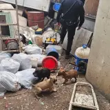 إنقاذ 10 كلاب وجراء من سلالات خطيرة احتُجزت في ظروف قاسية ببلدة مسعدة