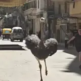 مطاردة غير مألوفة.. نعامة تقتحم شارعًا مزدحمًا في الإسكندرية (فيديو)