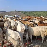 قطيع أبقار يتسبب بوقف تدريبات الجيش الإسرائيلي-  ما القصة ؟