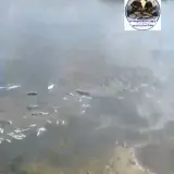 نفوق كميات كبيرة من الأسماك في وادي الفالق.. منظمة الصيادين تطالب بفحص عاجل