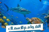 متوجهون إلى إيلات؟ لا تفوتوا التجربة التي يتحدث عنها الجميع هذا الصيف