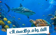 متوجهون إلى إيلات؟ لا تفوتوا التجربة التي يتحدث عنها الجميع هذا الصيف