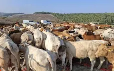 قطيع أبقار يتسبب بوقف تدريبات الجيش الإسرائيلي-  ما القصة ؟