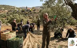كيف نحافظ على شجرة الزيتون عند قطفها!