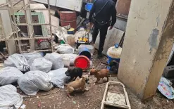 إنقاذ 10 كلاب وجراء من سلالات خطيرة احتُجزت في ظروف قاسية ببلدة مسعدة