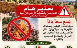 بلدية أم الفحم: موسم قطف الزيتون تراثنا وهويتنا.. وحماية أشجار الزيتون مسؤوليتنا جميعًا