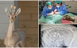 ظنوا أنها حامل ! معجزة طبية تنقذ غزالًا من الموت بعد استخراج كتلة نفايات ضخمة من...