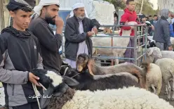 غزة عشية العيد..سعر الأضحية وصل  مبالغ لا تصدق...إقرء