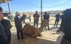 هنا النقب: 27 طن من اللحوم بينهم 