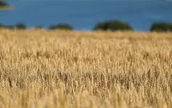 بسبب الحرب والطقس: أسعار الأرز تقفز 20٪