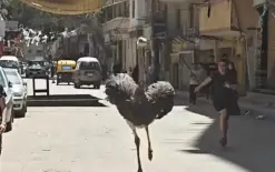 مطاردة غير مألوفة.. نعامة تقتحم شارعًا مزدحمًا في الإسكندرية (فيديو)