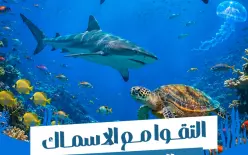 متوجهون إلى إيلات؟ لا تفوتوا التجربة التي يتحدث عنها الجميع هذا الصيف