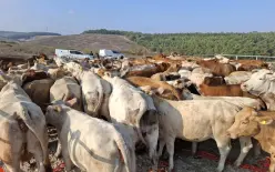 قطيع أبقار يتسبب بوقف تدريبات الجيش الإسرائيلي-  ما القصة ؟