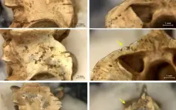 سكان منطقة الكرمل كانوا يأكلون الثعابين والسحالي ! للتفاصيل