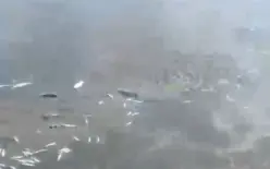 نفوق كميات كبيرة من الأسماك في وادي الفالق.. منظمة الصيادين تطالب بفحص عاجل