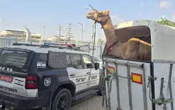 النقب: الشرطة تحبط سباقا غير قانونيا للجمال