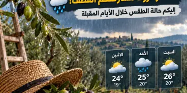 جهّزتم مفارش الزيتون؟ الأمطار قررت مشاركتكم القطف! 🫒🌧️ إليكم حالة الطقس