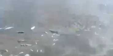 نفوق كميات كبيرة من الأسماك في وادي الفالق.. منظمة الصيادين تطالب بفحص عاجل