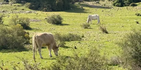 28 درجة مئوية في الناصرة - انخفاض في درجات الحرارة اليوم