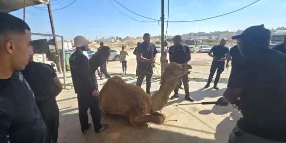 هنا النقب: 27 طن من اللحوم بينهم 