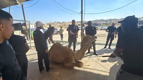 هنا النقب: 27 طن من اللحوم بينهم