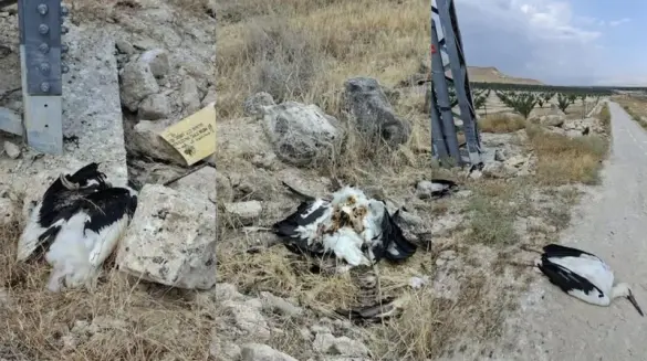 السبب صادم - نفوق نحو 30 طائر لقلق أبيض في غور الأردن
